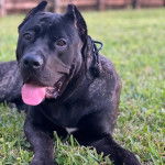 Un Cane Corso tirant la langue et portant un collier autour du cou