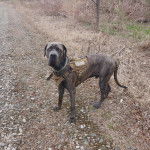 Un Cane Corso sur une surface herbacée et portant un harnais