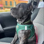 Un Cane Corso assis sur le siège d'une voiture et portant un harnais