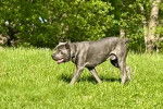 Un Cane Corso marchant sur une surface gazonnée 