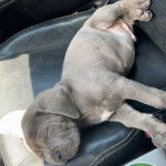 Un chiot Cane Corso allongé sur le siège d'une voiture et semblant dormir 