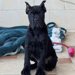 Un Cane Corso assis sur un sol carrelé et regardant vers la caméra 