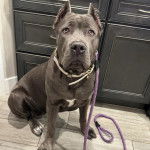 Un Cane Corso assis sur un sol carrelé et qui est tenu en laisse 