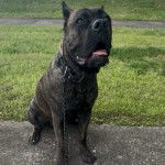 Un Cane Corso assis sur une surface bétonnée et portant un collier autour du cou