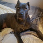 Un Cane Corso allong&eacute; sur un lit 