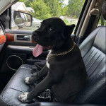 Un Cane Corso ayant la langue pendante et portant un collier autour du cou