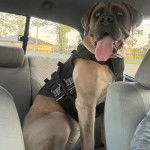 Un Cane Corso ayant la langue pendante et portant un harnais 