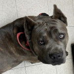 Un Cane Corso sur un sol carrel&eacute; et portant un collier autour du cou