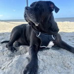 Un Cane Corso allong&eacute; sur un terrain sableux et portant un harnais 