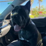 Un Cane Corso tiranrt la langue et portant un collier autour du cou