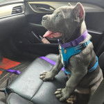 Un Cane Corso tirant la langue et portant un harnais 