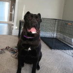 Un Cane Corso assis sur une moquette et portant un collier autour du cou