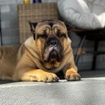 Un Cane Corso allong&eacute; sur une surface b&eacute;tonn&eacute;e et regardant vers la cam&eacute;ra 