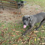 Un Cane Corso sur un terrain herbeux et ayant la langue pendante 