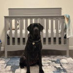 Un Cane Corso assis sur un tapis et portant un collier autour du cou 