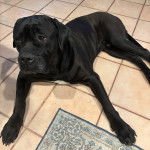 Un Cane Corso allong&eacute; sur un sol carrel&eacute; 