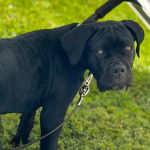 Un Cane Corso sur un terrain herbeux et qui est tenu en laisse 