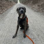Un Cane Corso assis sur une route et qui est tenu en laisse 