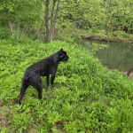 Un Cane Corso sur un terrain herbeux et portant un collier autour du cou