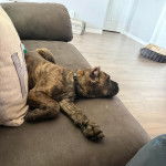 Un Cane Corso allong&eacute; sur un canap&eacute; et portant un collier autour du cou