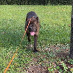 Un Cane Corso tirant la langue et qui est tenu en laisse 