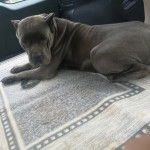 Un Cane Corso allong&eacute; dans le coffre d'une voiture et semblant d&eacute;tendu