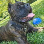 Un Cane Corso tirant la langue et qui est tenu en laisse 