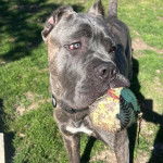 Un Cane Corso ayant un objet dans sa gueule et portant un collier autour du cou