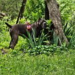 Un Cane Corso sur un terrain herbeux et portant un collier autour du cou