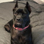 Un Cane Corso allong&eacute; sur un lit et portant un collier autour du cou