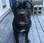 Un Cane Corso assis sur une terrasse 