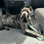 Un Cane Corso allong&eacute; sur le plancher d'un camion et qui est tenu en laisse 