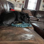 Un Cane Corso allong&eacute; sur un canap&eacute; 