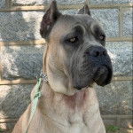 Un Cane Corso assis et qui est tenu en laisse 