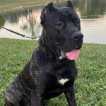 Un Cane Corso tirant la langue et qui est tenu en laisse 