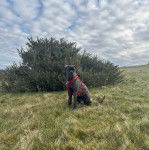 Un Cane Corso assis sur une surface herbac&eacute;e et portant un harnais 