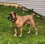 Un Cane Corso sur une surface herbac&eacute;e et portant un collier autour du cou