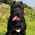 Photo Cane Corso
