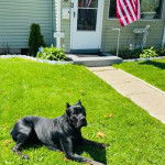 Un Cane Corso allong&eacute; sur une surface gazonn&eacute;e et regardant vers la cam&eacute;ra 