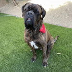 Un Cane Corso assis sur du gazon synth&eacute;tique et portant un collier autour du cou