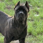 Un Cane Corso sur un terrain herbeux 