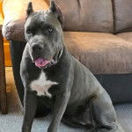 Un Cane Corso assis sur une moquette et portant un collier autour du cou