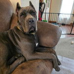 Un Cane Corso allong&eacute; sur un canap&eacute; et portant un collier autour du cou