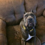 Un Cane Corso allong&eacute; sur un canap&eacute; et portant un collier autour du cou