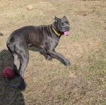Un Cane Corso ayant la langue et portant un collier autour du cou