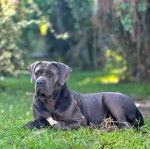 Un Cane Corso allong&eacute; sur un terrain herbeux et semblant d&eacute;tendu