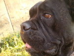 Dirka - Cane Corso (5 ans)