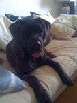athena - Cane Corso (5 ans)