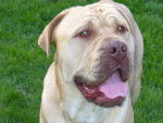 snowrow - Cane Corso Mâle (5 ans)