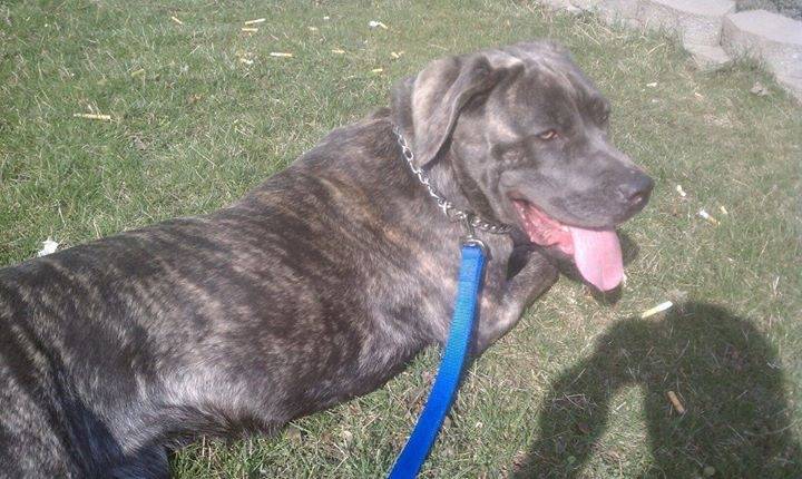 Kaiya - Cane Corso (2 ans)
